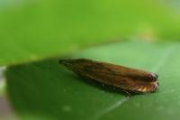 Dichrorampha vancouverana