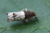 Notocelia roborana