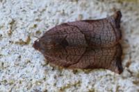Archips podana