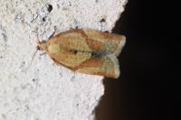 Clepsis consimilana