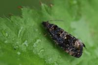 Endothenia ustulana