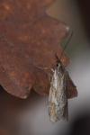 Diurnea lipsiella