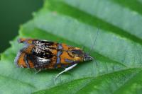 Olethreutes arcuella
