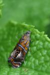 Olethreutes arcuella