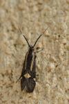 Esperia sulphurella
