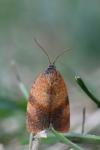 Cacoecimorpha pronubana