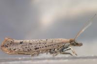 Ypsolopha ustella