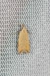 Dichomeris limosella