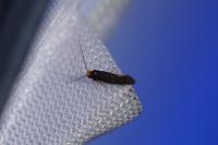 Cephimallota crassiflavella