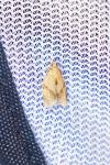 Clepsis consimilana