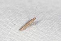 Coleophora