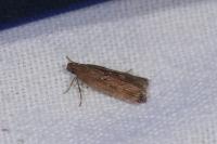 Helcystogramma triannulella