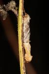 Triodia sylvina