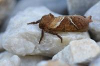 Triodia sylvina
