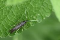 Coleophora albitarsella