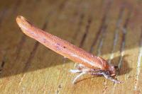 Zelleria hepariella