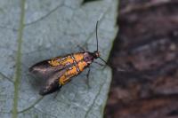 Schiffermuelleria schaefferella