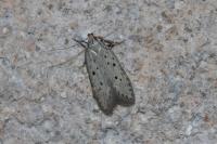 Athrips mouffetella