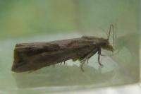 Endothenia quadrimaculana