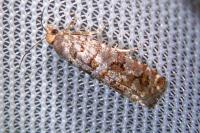 Gravitarmata margarotana