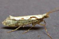 Rhigognostis annulatella