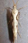 Rhigognostis annulatella