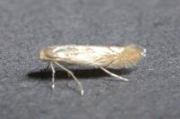 Phyllonorycter messaniella