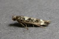 Caryocolum vicinellum