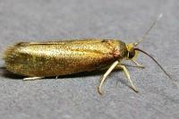 Roeslerstammia erxlebella