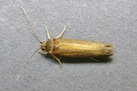 Roeslerstammia erxlebella
