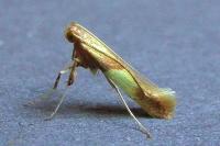 Caloptilia robustella