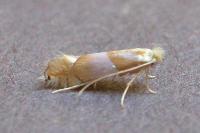 Phyllonorycter roboris