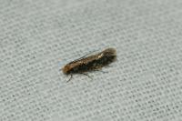 Monopis crocicapitella