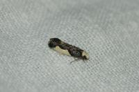 Monopis monachella