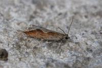 Ancylis diminutana