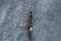 Phyllonorycter lautella