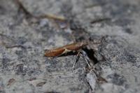 Caloptilia stigmatella