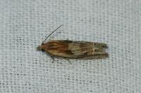 Eucosma gr. cana