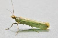 Ypsolopha ustella