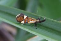 Alabonia geoffrella
