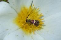 Adela australis