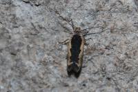 Cosmardia moritzella