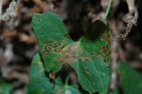 Stigmella freyella