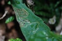 Stigmella freyella