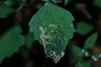 Chrysoesthia drurella