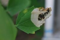 Chrysoesthia sexguttella
