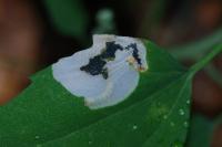 Chrysoesthia sexguttella