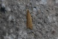 Helcystogramma lutatella