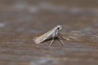 Aspilapteryx limosella