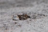 Apotomis betuletana